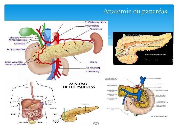 Anatomie du pancréas 