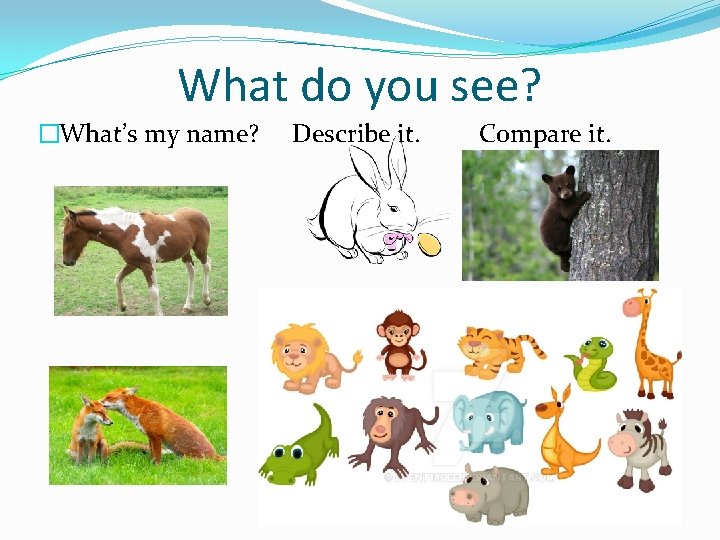 What do you see? �What’s my name? Describe it. Compare it. 