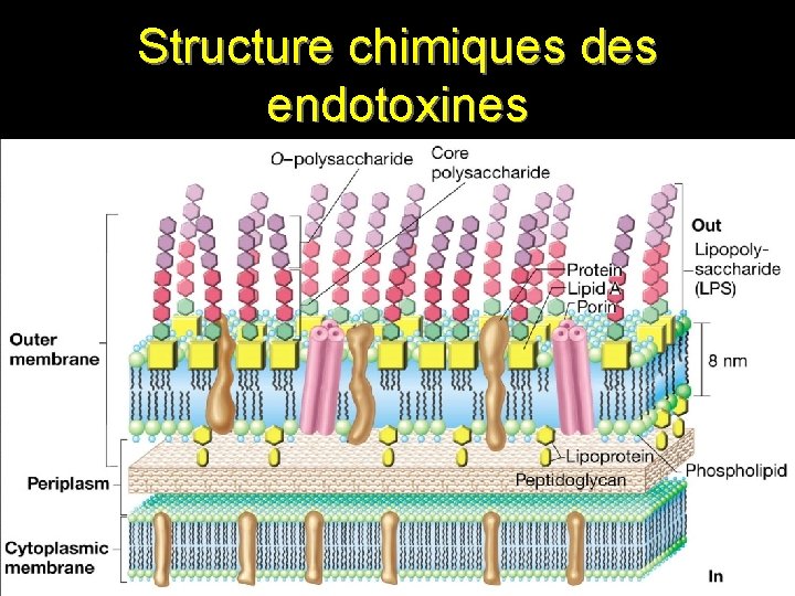Structure chimiques des endotoxines 