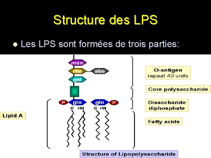 Structure des LPS l Les LPS sont formées de trois parties: 