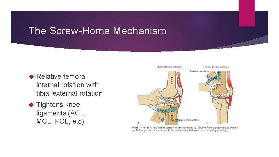 The Screw-Home Mechanism Relative femoral internal rotation with tibial external rotation Tightens knee ligaments