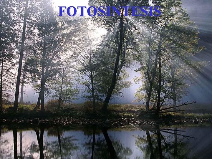 FOTOSINTESIS 