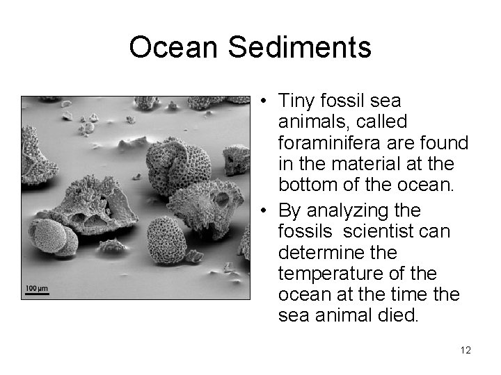 Ocean Sediments • Tiny fossil sea animals, called foraminifera are found in the material