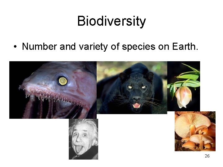 Biodiversity • Number and variety of species on Earth. 26 