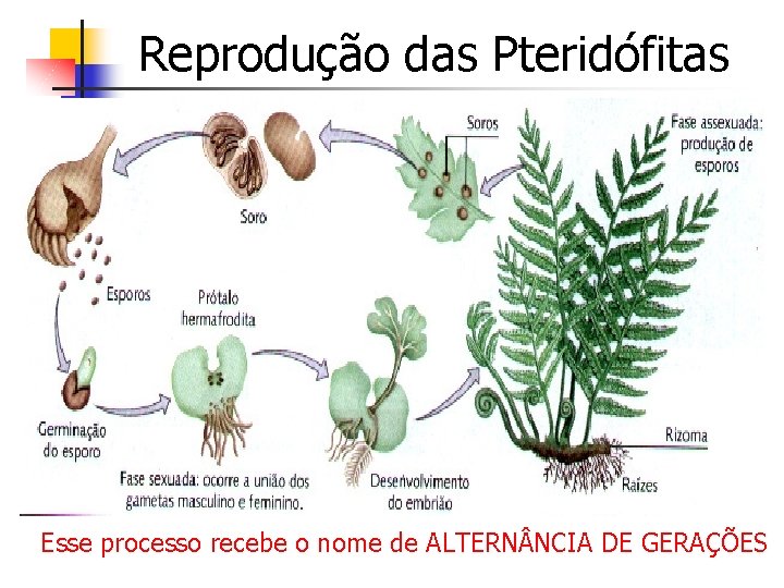 Reprodução das Pteridófitas Esse processo recebe o nome de ALTERN NCIA DE GERAÇÕES 