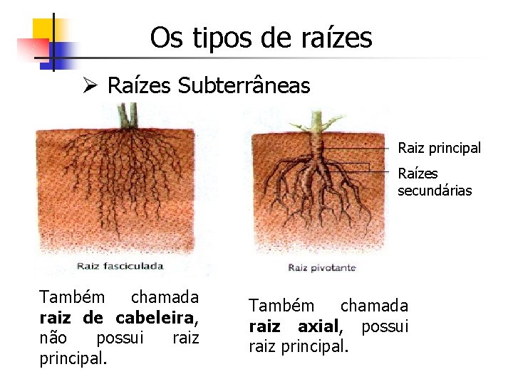 Os tipos de raízes Ø Raízes Subterrâneas Raiz principal Raízes secundárias Também chamada raiz