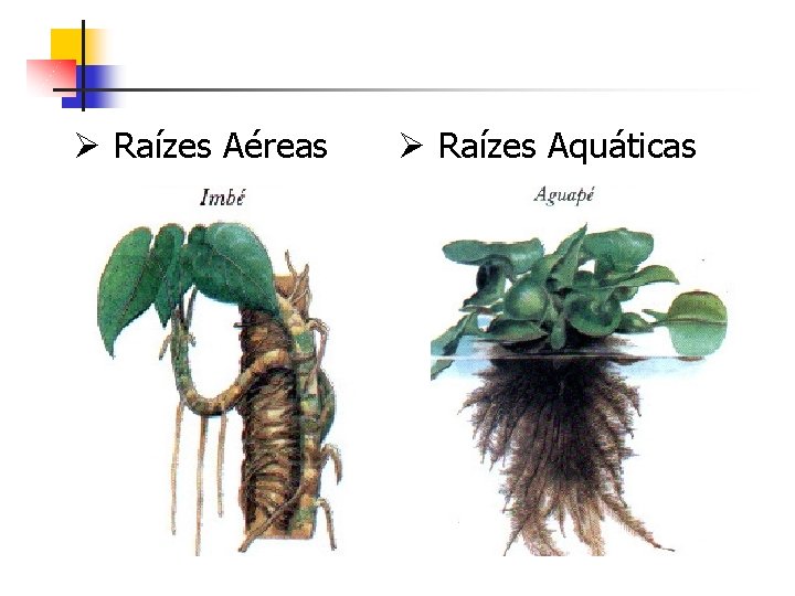 Ø Raízes Aéreas Ø Raízes Aquáticas 