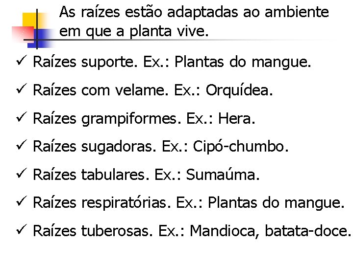 As raízes estão adaptadas ao ambiente em que a planta vive. ü Raízes suporte.