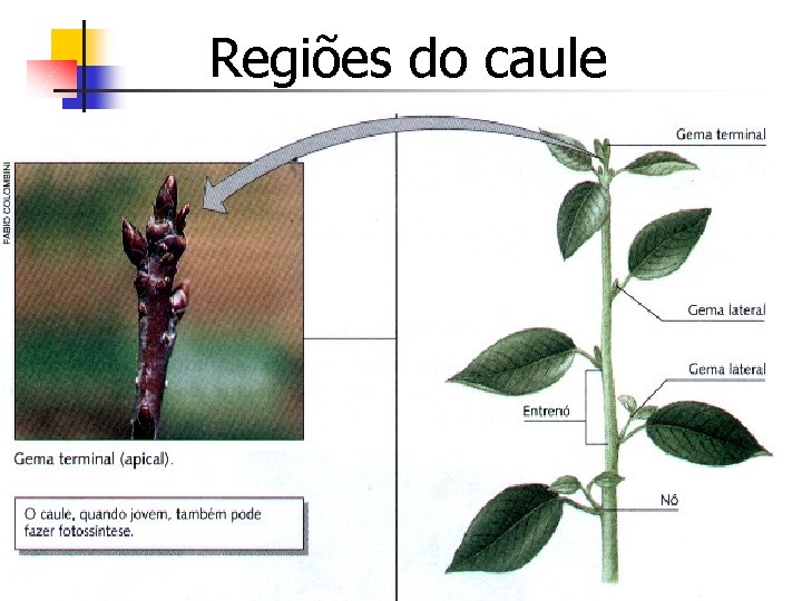 Regiões do caule 