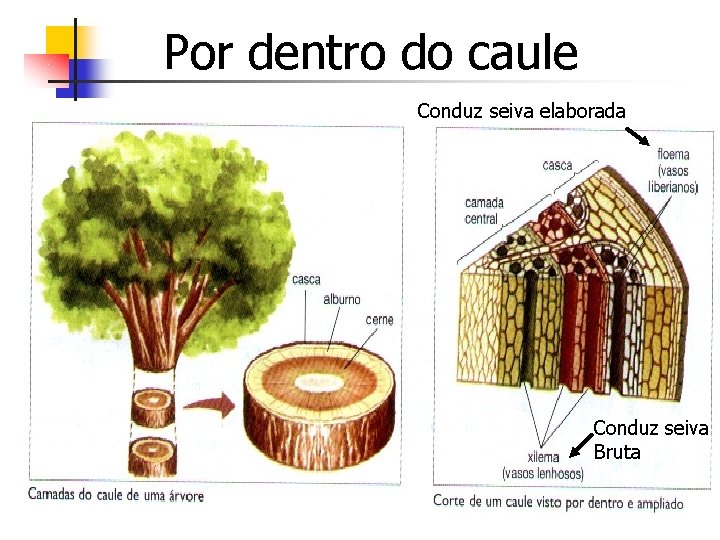 Por dentro do caule Conduz seiva elaborada Conduz seiva Bruta 