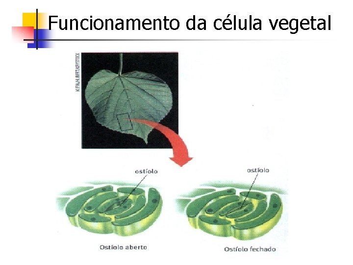 Funcionamento da célula vegetal 