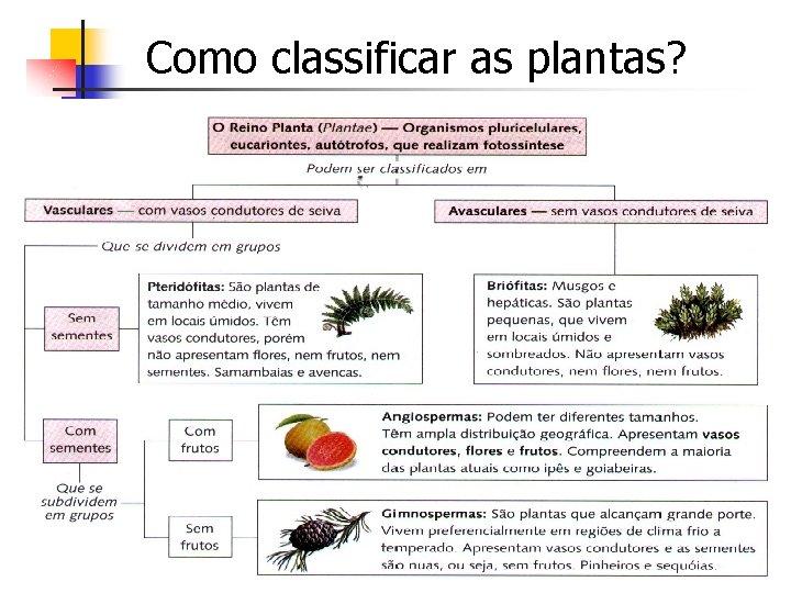 Como classificar as plantas? 