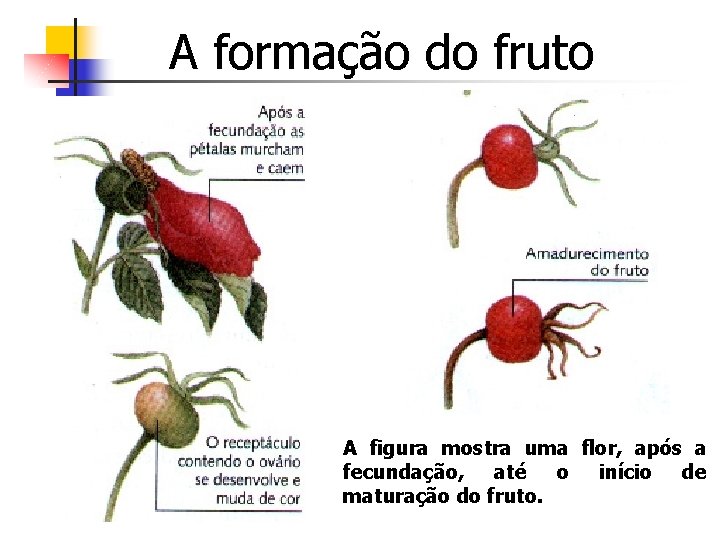 A formação do fruto A figura mostra uma flor, após a fecundação, até o