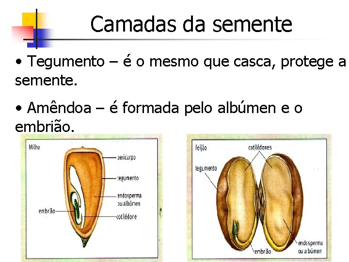 Camadas da semente • Tegumento – é o mesmo que casca, protege a semente.