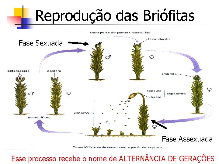 Reprodução das Briófitas Fase Sexuada Fase Assexuada Esse processo recebe o nome de ALTERN