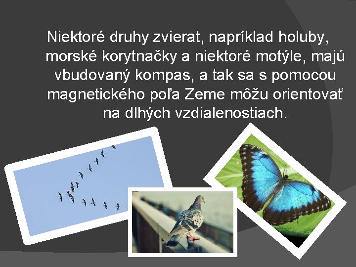 Niektoré druhy zvierat, napríklad holuby, morské korytnačky a niektoré motýle, majú vbudovaný kompas, a