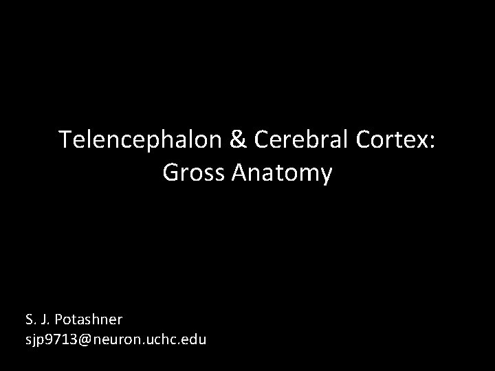 Telencephalon & Cerebral Cortex: Gross Anatomy S. J. Potashner sjp 9713@neuron. uchc. edu 
