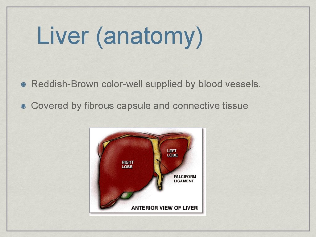 Liver (anatomy) Reddish-Brown color-well supplied by blood vessels. Covered by fibrous capsule and connective