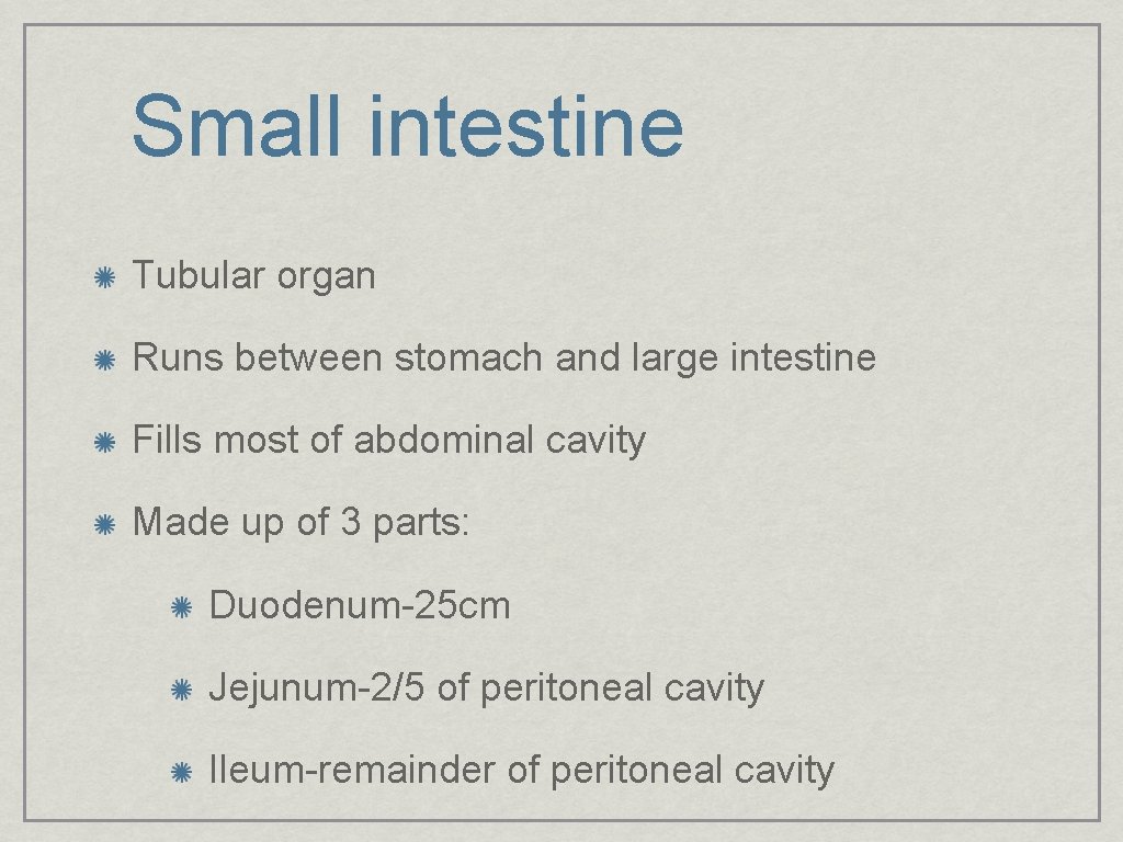 Small intestine Tubular organ Runs between stomach and large intestine Fills most of abdominal