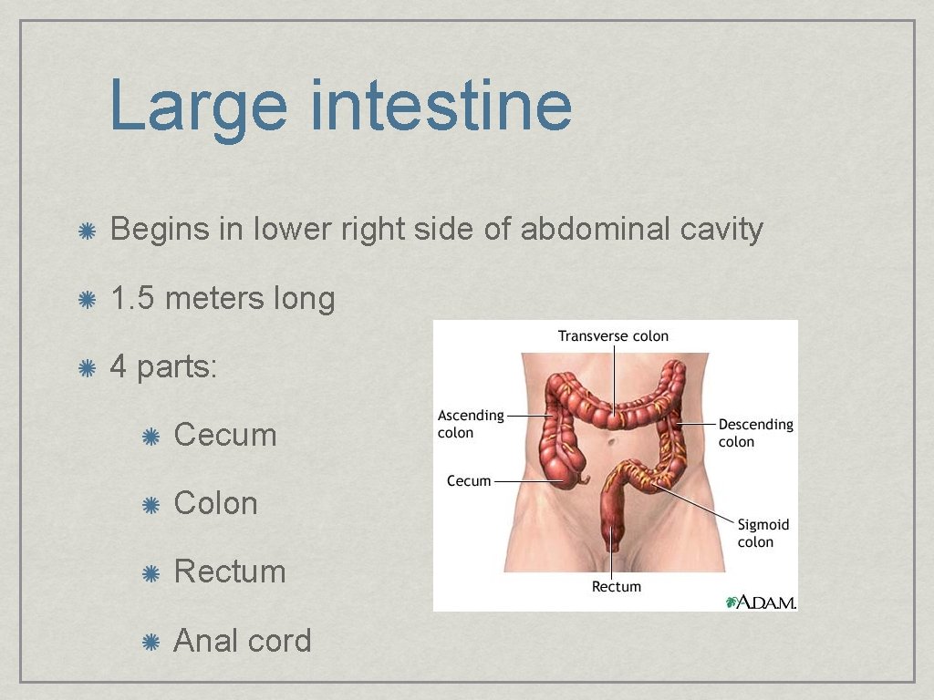 Large intestine Begins in lower right side of abdominal cavity 1. 5 meters long