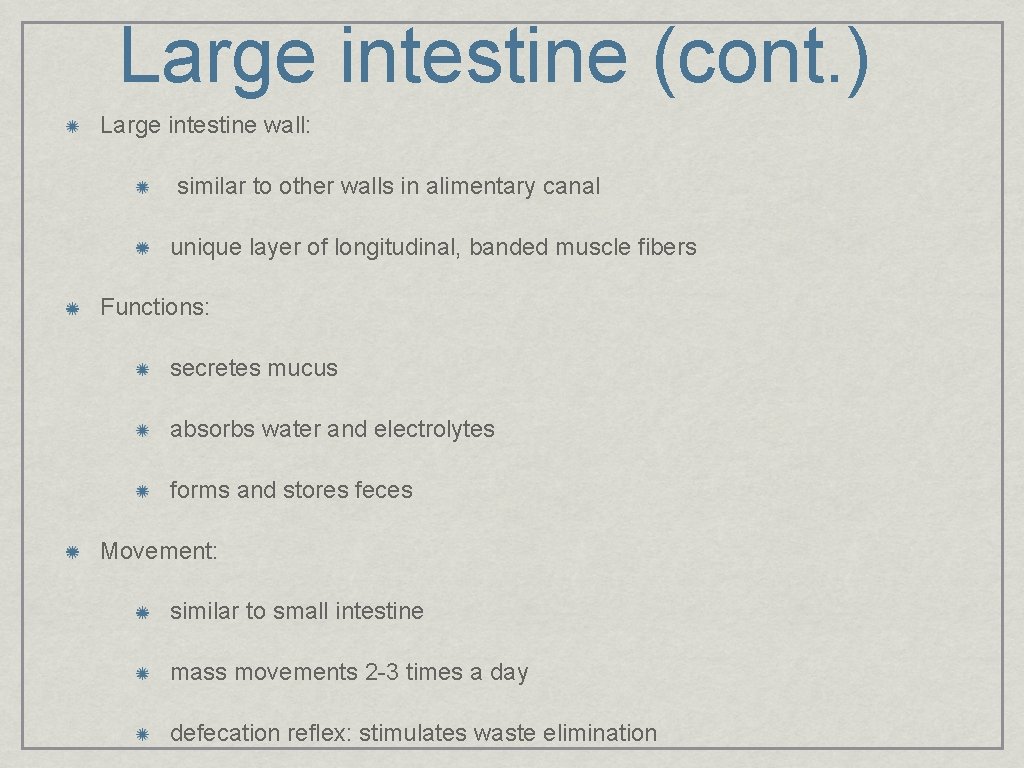 Large intestine (cont. ) Large intestine wall: similar to other walls in alimentary canal