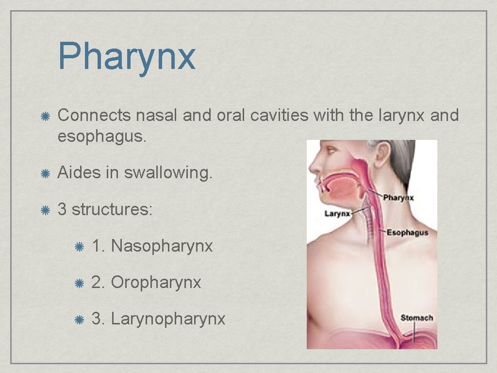 Pharynx Connects nasal and oral cavities with the larynx and esophagus. Aides in swallowing.