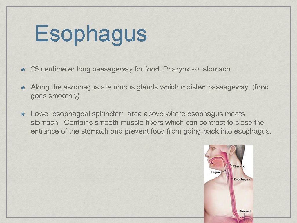 Esophagus 25 centimeter long passageway for food. Pharynx --> stomach. Along the esophagus are