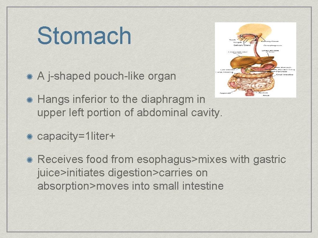 Stomach A j-shaped pouch-like organ Hangs inferior to the diaphragm in upper left portion