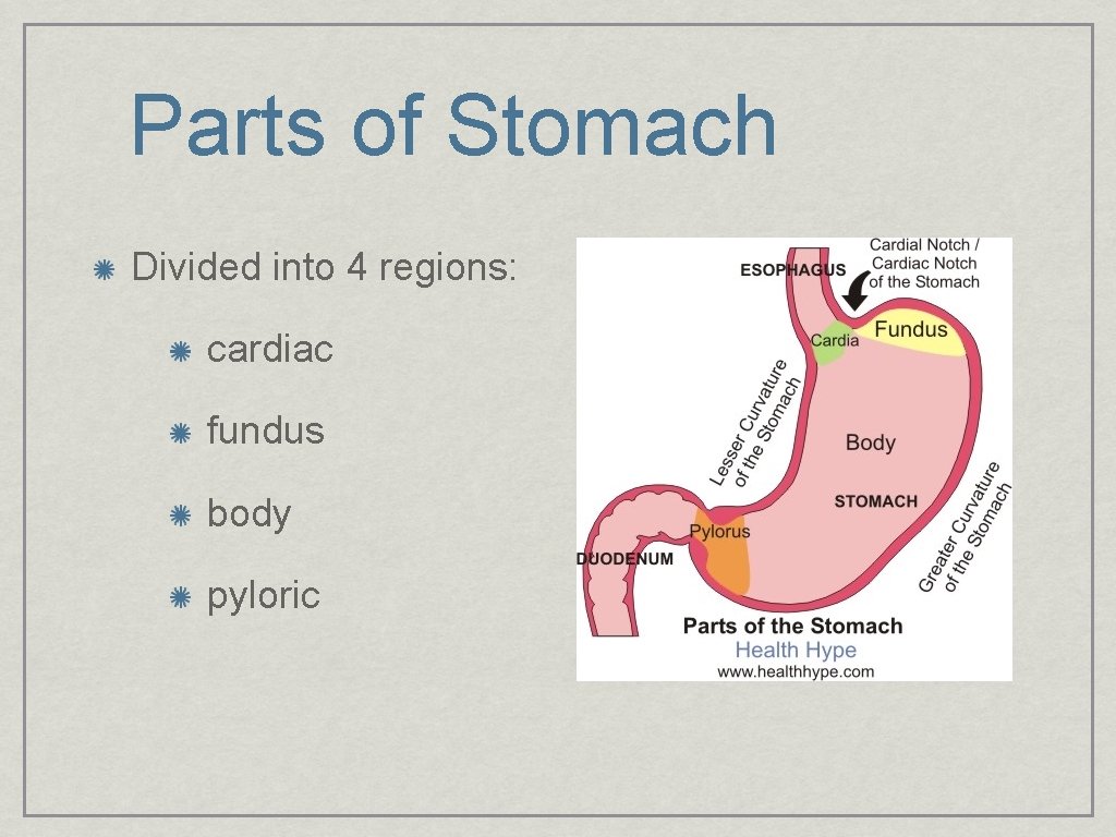 Parts of Stomach Divided into 4 regions: cardiac fundus body pyloric 