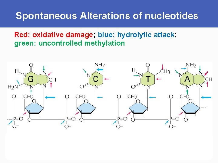 Spontaneous Alterations of nucleotides Red: oxidative damage; blue: hydrolytic attack; green: uncontrolled methylation 