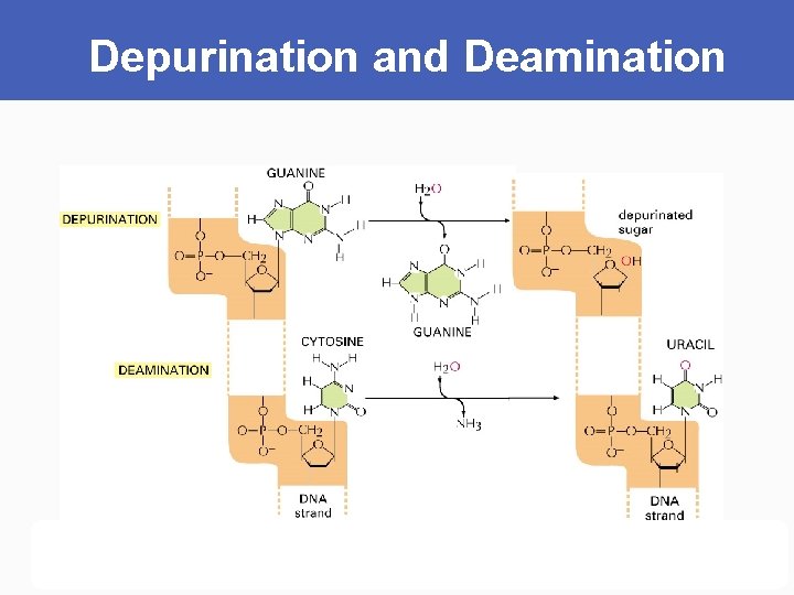 Depurination and Deamination 