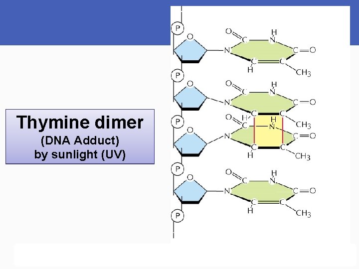 Thymine dimer (DNA Adduct) by sunlight (UV) 
