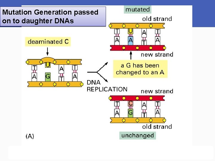 Mutation Generation passed on to daughter DNAs 