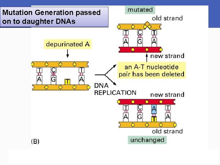 Mutation Generation passed on to daughter DNAs 