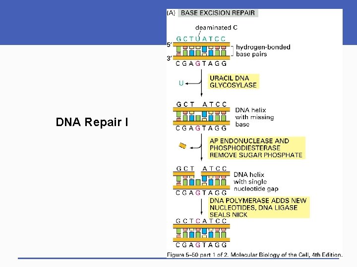 DNA Repair I 
