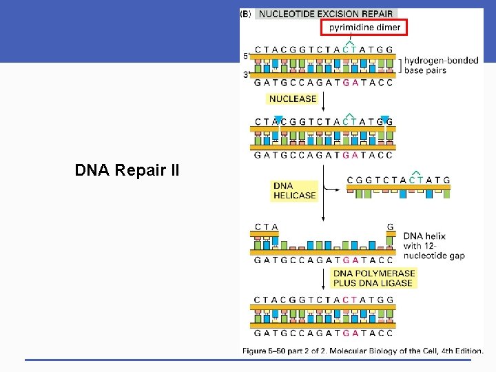DNA Repair II 