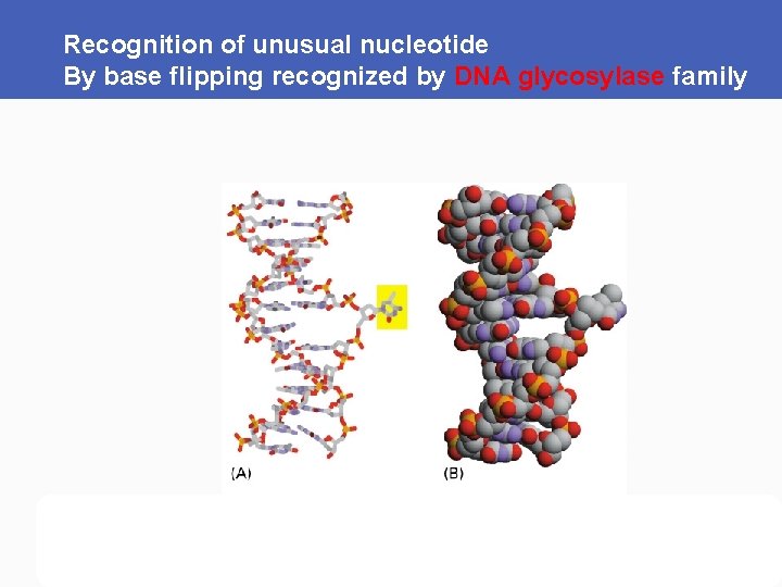 Recognition of unusual nucleotide By base flipping recognized by DNA glycosylase family 