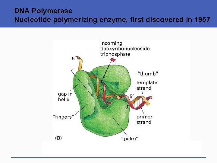 DNA Polymerase Nucleotide polymerizing enzyme, first discovered in 1957 