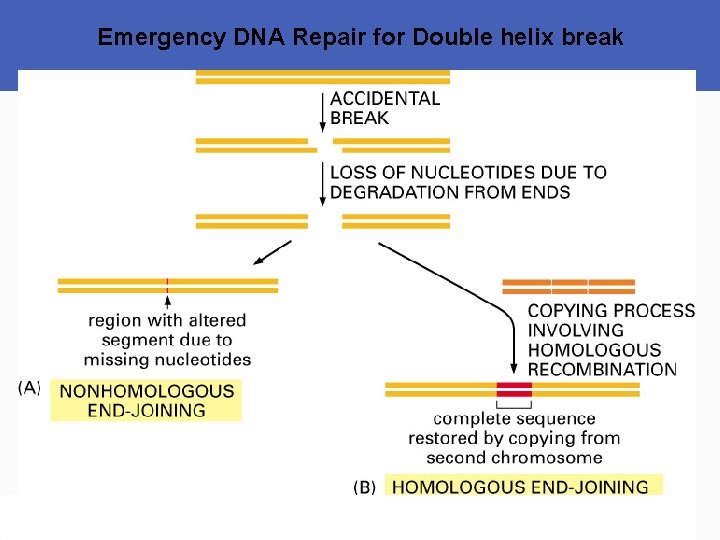 Emergency DNA Repair for Double helix break 