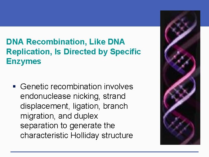 DNA Recombination, Like DNA Replication, Is Directed by Specific Enzymes § Genetic recombination involves