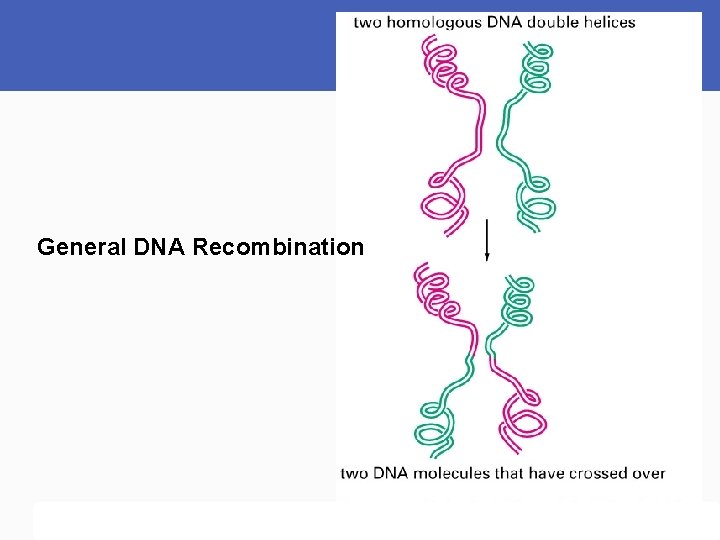 General DNA Recombination 
