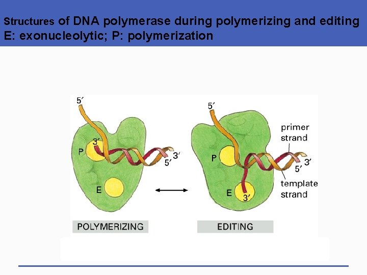 of DNA polymerase during polymerizing and editing E: exonucleolytic; P: polymerization Structures 