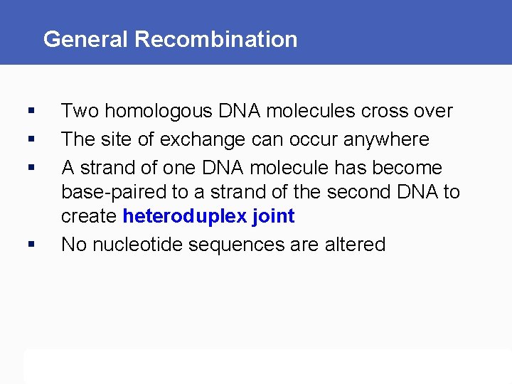 General Recombination § § Two homologous DNA molecules cross over The site of exchange