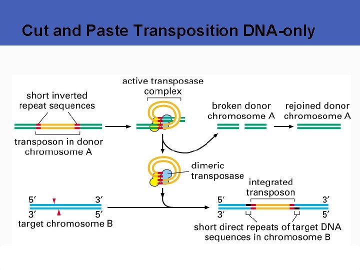 Cut and Paste Transposition DNA-only 