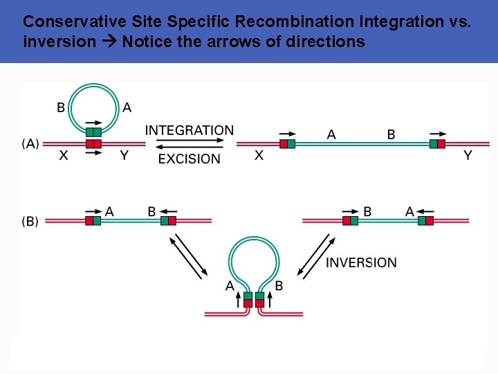 Conservative Site Specific Recombination Integration vs. inversion Notice the arrows of directions 