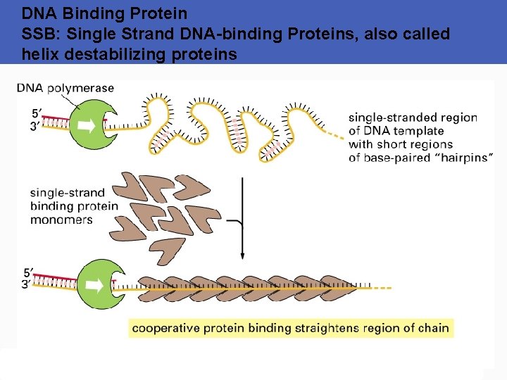 DNA Binding Protein SSB: Single Strand DNA-binding Proteins, also called helix destabilizing proteins 