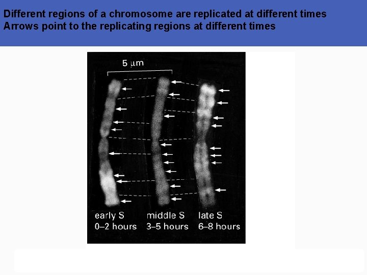 Different regions of a chromosome are replicated at different times Arrows point to the
