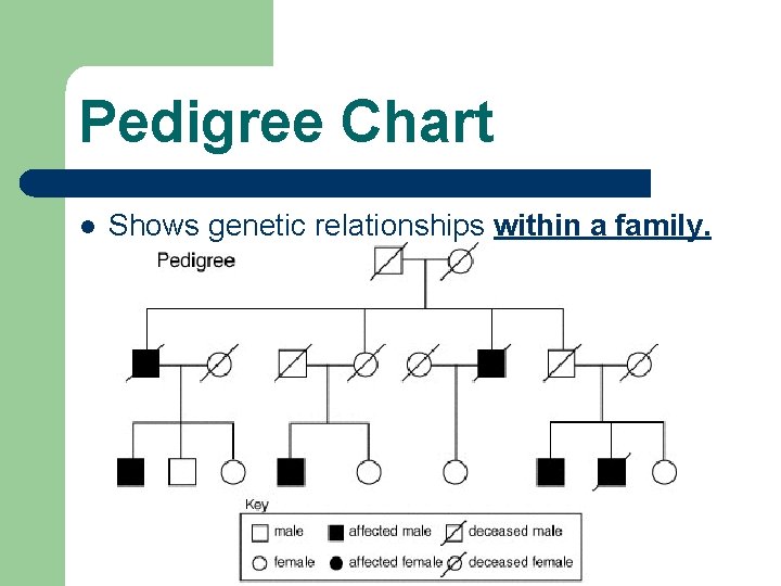 Pedigree Chart l Shows genetic relationships within a family. 