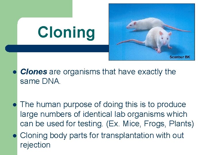 Cloning l Clones are organisms that have exactly the same DNA. l The human