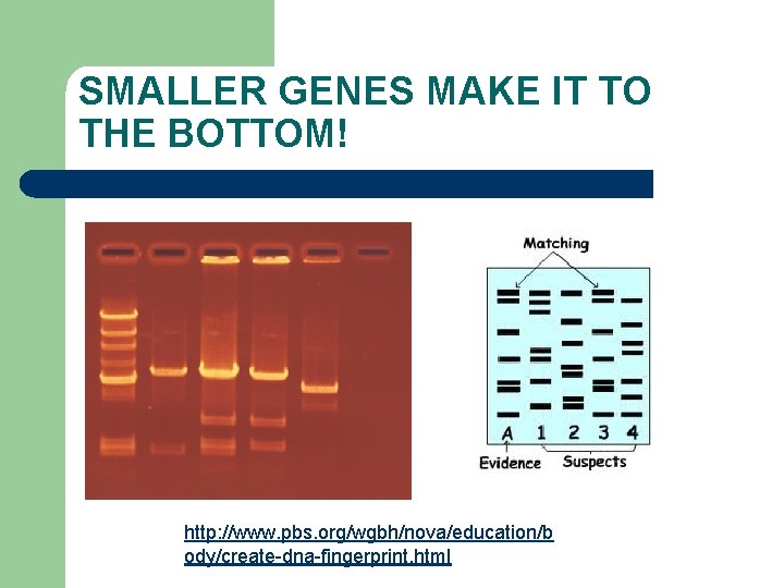 SMALLER GENES MAKE IT TO THE BOTTOM! http: //www. pbs. org/wgbh/nova/education/b ody/create-dna-fingerprint. html 